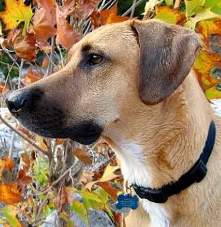 Black Mouth Cur Dog