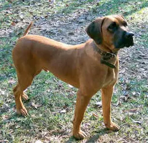 Adult Black Mouth Cur