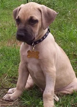 Black Mouth Cur Puppy