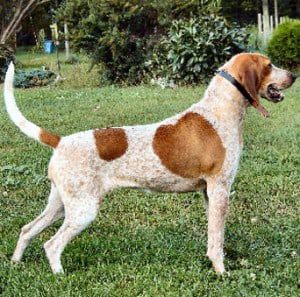 English Coonhound Dog