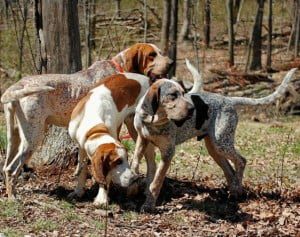 English Coonhound Dog