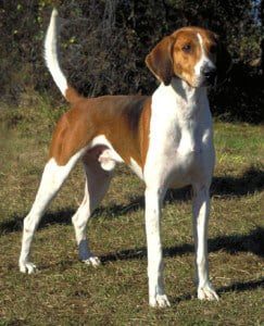 English Coonhound Dog