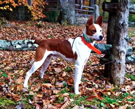 Mountain Feist Dog