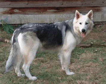 Northern Inuit Dog