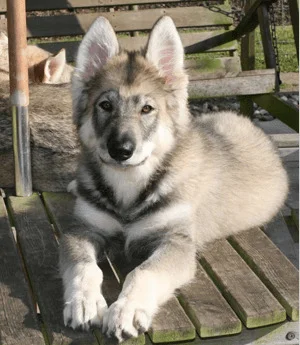 Northern Inuit Dog