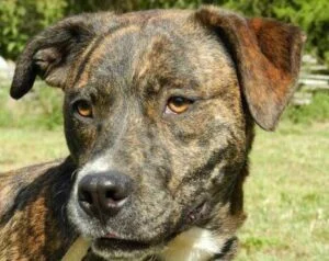 Mountain Cur