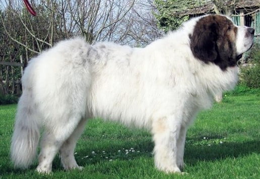 Pyrenean Mastiff