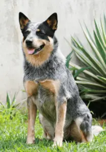 Meet the Queensland Heeler, learn about its size, shedding and more!