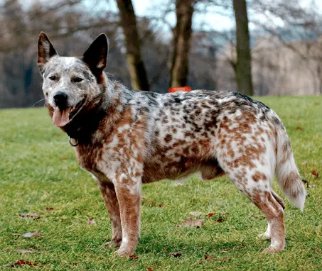 Queensland Heeler
