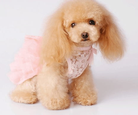 Teacup Poodle
