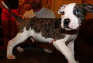 Alapaha Blue Blood Bulldog Puppies for Sale