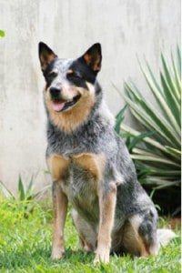 queensland heeler
