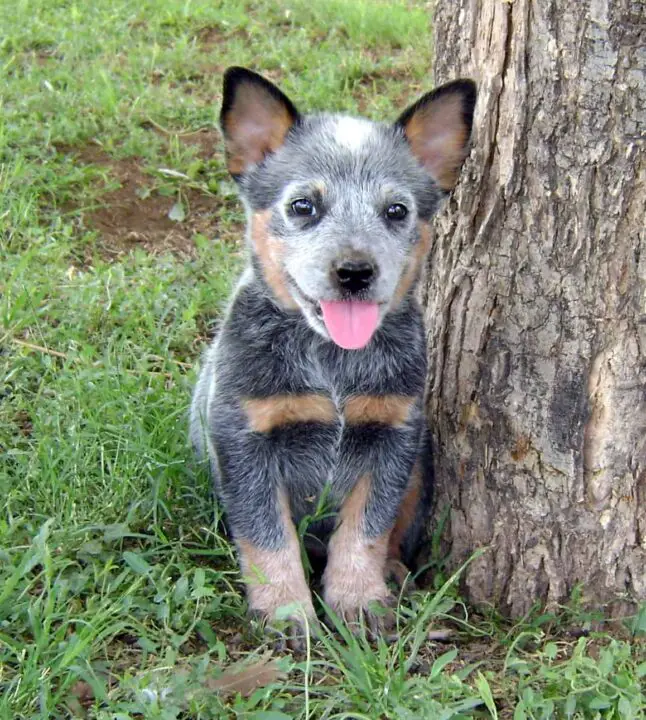 Where to Find Queensland Heeler Puppies for Sale Dogable