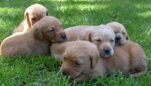 Pudelpointer Puppies
