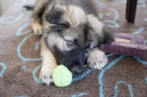 american alsatian puppies for sale