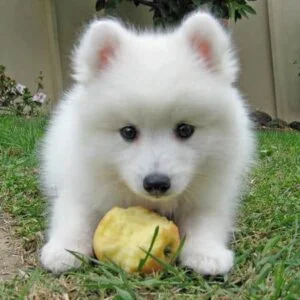 Japanese Spitz Puppies For Sale