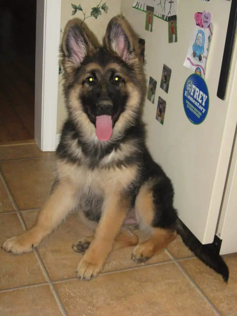 Where to find King Shepherd Puppies for Sale - Dogable