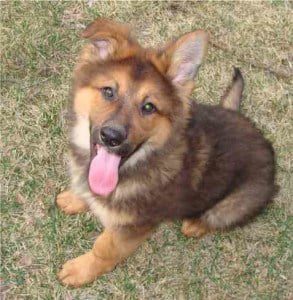 king shepherd puppies for sale