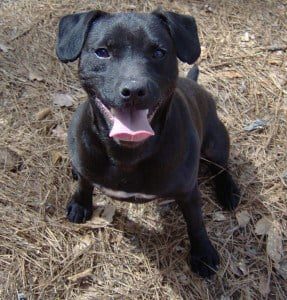 patterdale terrier puppies for sale