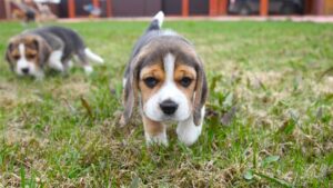 Pocket Beagle Puppies For Sale