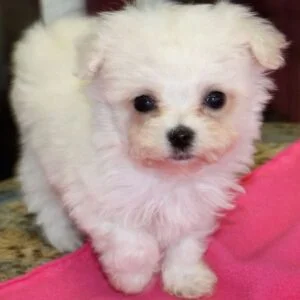 Teacup Poodle Puppies For Sale