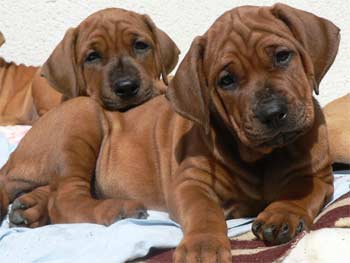 tosa inu puppies for sale