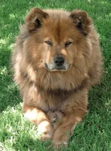 German Shepherd Chow Mix