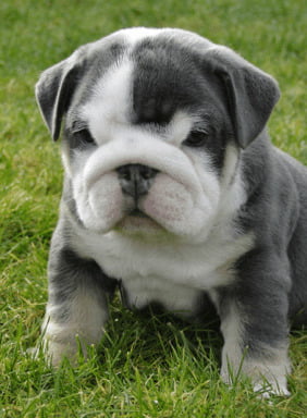 Miniature Bulldog