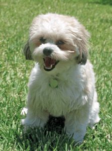 Shih Tzu Bichon Frise Mix