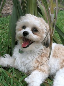 Shih Tzu Bichon Frise Mix