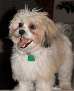 Shih Tzu Bichon Frise Mix
