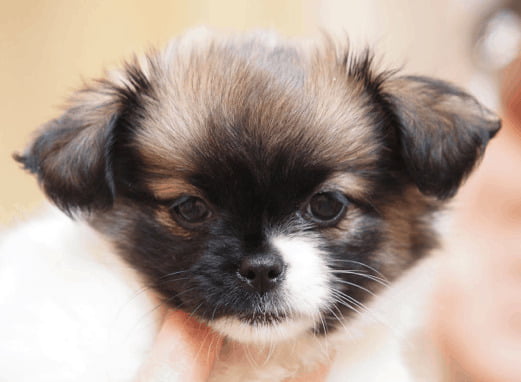 Shih Tzu Chihuahua Mix