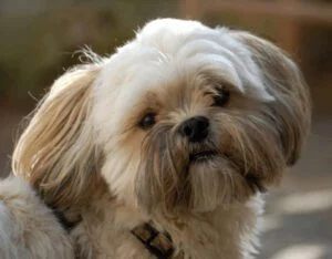 Shih Tzu Lhasa Apso Mix
