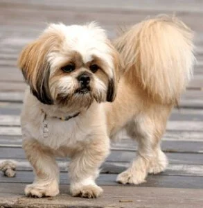 Shih Tzu Lhasa Apso Mix