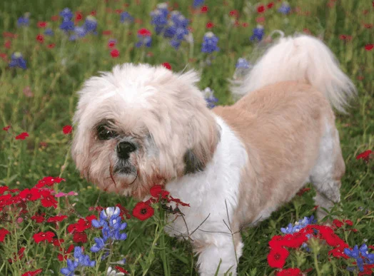 Shih Tzu Lhasa Apso Mix