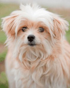 Shih Tzu Maltese mix