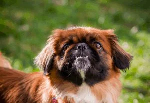 Shih Tzu Pekingese Mix