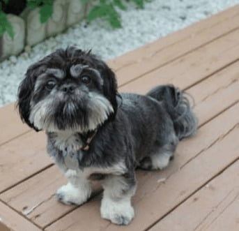 Shih Tzu Pekingese Mix