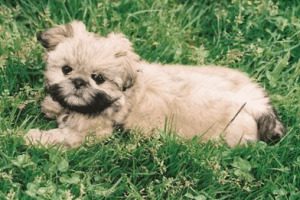 Shih Tzu Pekingese Mix