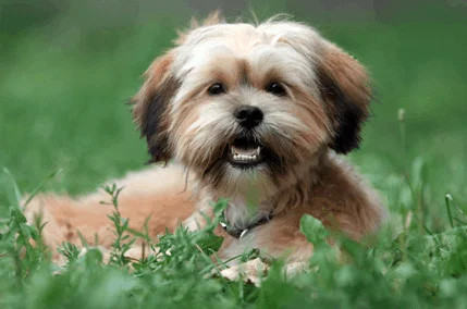 Yorkie Shih Tzu Mix