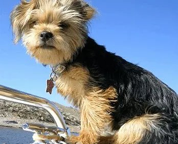 Yorkie Shih Tzu Mix