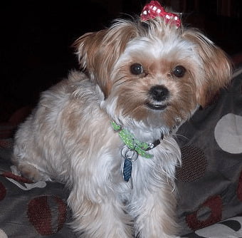 Yorkie Shih Tzu Mix