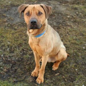 German Shepherd Pitbull Mix