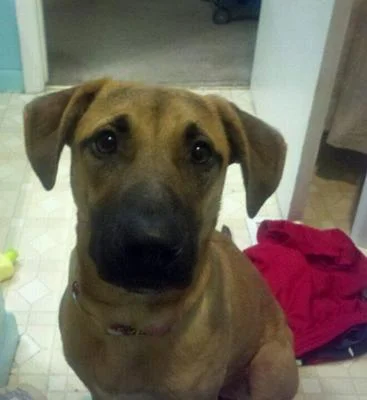 German Shepherd Pitbull Mix