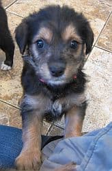 german shepherd poodle mix