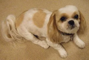 Bulldog Shih Tzu Mix