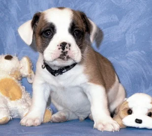 Bulldog Shih Tzu Mix