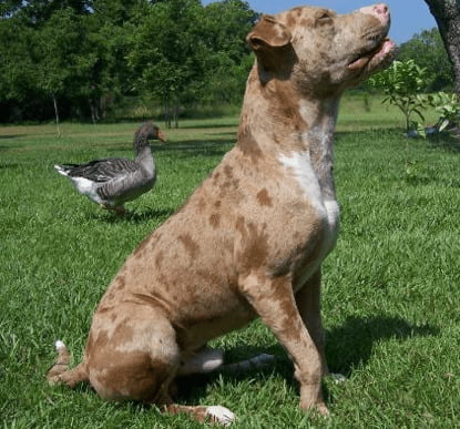 Catahoula Bulldog