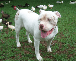 Catahoula Bulldog