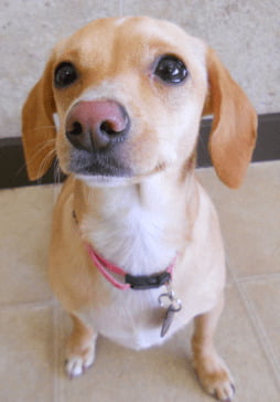 Chihuahua Dachshund mix